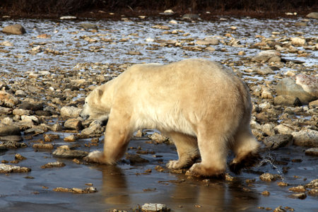 Polar bear foraging on the tundra of Hudson Bay, Manitoba, Canadaの写真素材