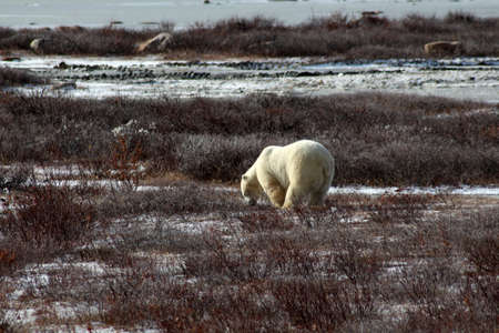Polar bear foraging on the tundra of Hudson Bay, Manitoba, Canadaの写真素材