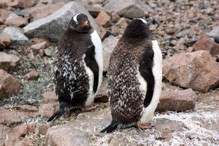 Gentoo penguin breeding colony in Antarcticaの写真素材