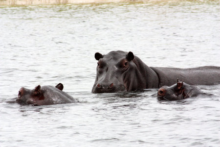 Hippo in the Chobe River Botswana, Africa