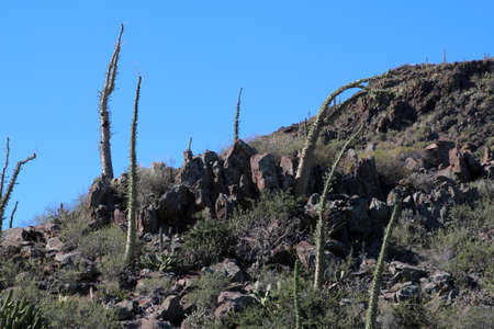 Boojum tree landscape Baja California Sur, Mexicoの写真素材
