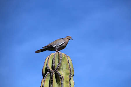 White-winged pigeon on a cactus tip in Baja California Sur, Mexicoの写真素材
