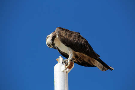 Osprey on a flagpole, Baja California Sur, Mexicoの写真素材
