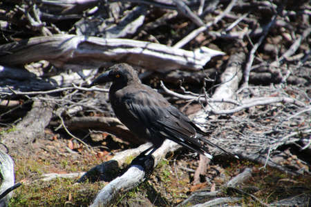 Currawong in the scrub, Tasmania, Australia. Currawongs are passerines of the genus Strepera and are native to Australia.の写真素材