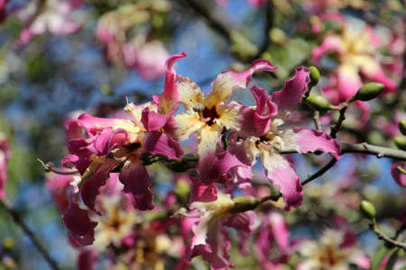 Pink blossom of the Foil silk tree in close-up, Maltaの写真素材