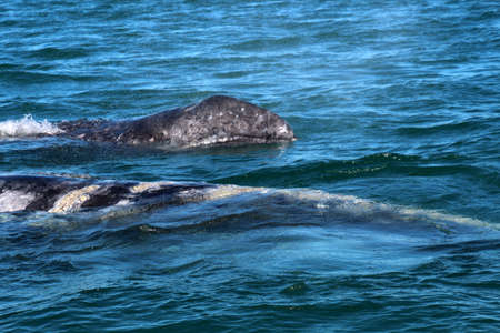 Gray whale-mother whale with calf, Baja California Sur, Mexicoの写真素材