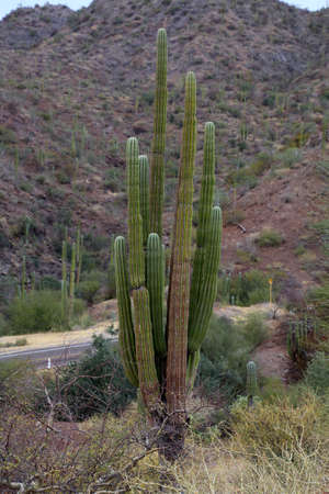 Saguaro cacti in landscape Baja California Sur, Mexicoの写真素材