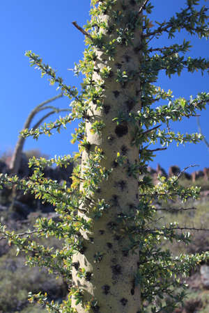 Boojum tree trunk in close-up,  Baja California Sur, Mexicoの写真素材