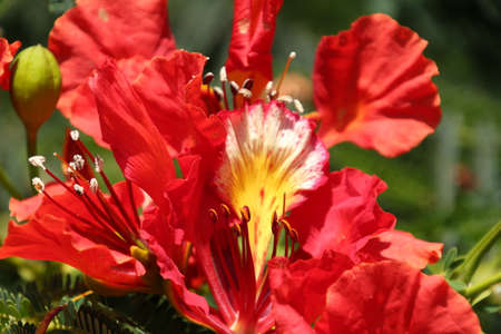 Blossom of the Flame Tree, Cyprusの写真素材