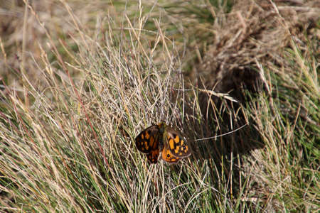 Wall Fox (Lasiommata megera) Wall Brown Butterfly in the grass Tasmania, Australiaの写真素材