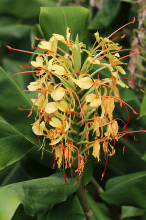 Yellow Butterfly Ginger -Hedychium gardnerianum - Ornamental Ginger in full bloom, Melbourne Botanic Gardensの写真素材