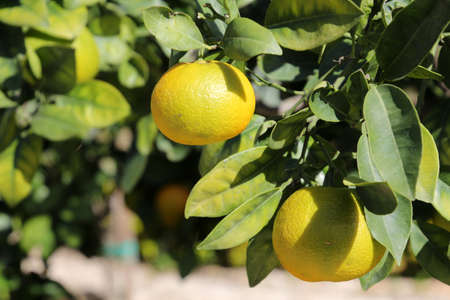 Citrus fruit on the tree close up, Maltaの写真素材