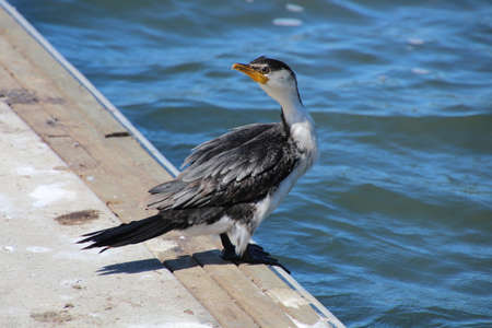 Cormorant on a pier at Albert Park Lake, Melbourne, Australiaの写真素材