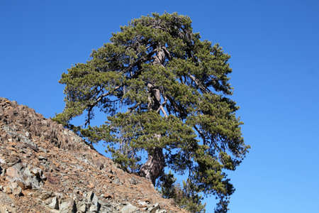 Ancient tree on a hill in the Troodos Mountains, Cyprusの写真素材