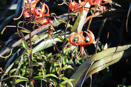 Tiger Lily blossom, New Zealandの写真素材