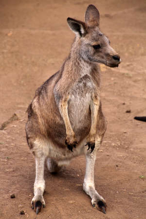 Kangaroo in close up Tasmania, Australiaの写真素材