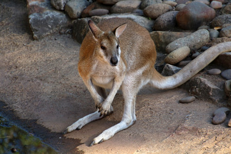 Kangaroo in close up at Featherdale Wildlife Park.Featherdale Wildlife Park is an Australian animal park in Doonside, a suburb of Sydney in New South Wales.の写真素材