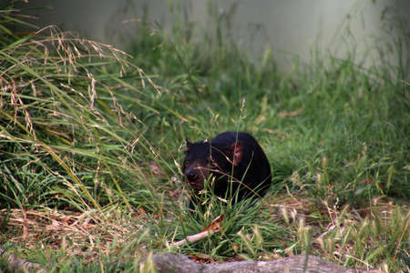 Tasmanian Devil, Tasmania, Australiaの写真素材