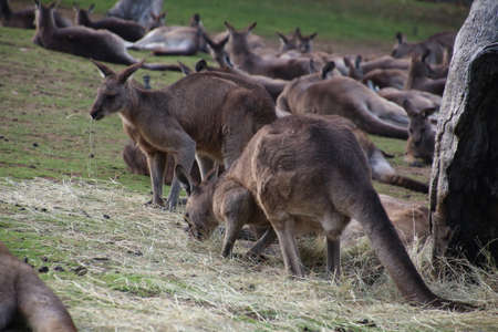Kangaroo group on a meadow while resting, Tasmania, Australiaの写真素材