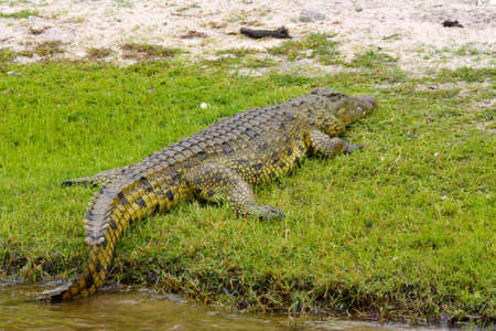 Crocodile on the banks of the Chobe River in Chobe National Park in Botswana Africaの写真素材