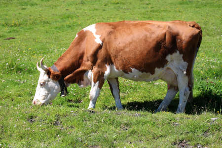 Happy cows in the Alps on a high meadow near the Latscher Alm, Austriaの写真素材