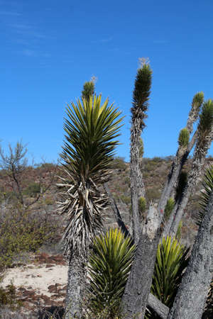 Joshua tree in the semi-desert of Baja California Sur, Mexicoの写真素材