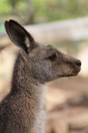 Kangaroo portrait in close-up Tasmania, Australiaの写真素材