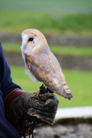 Young Barn-owl on a falconer's hand at Skaill House Mainland, Orkney, Scotlandの写真素材
