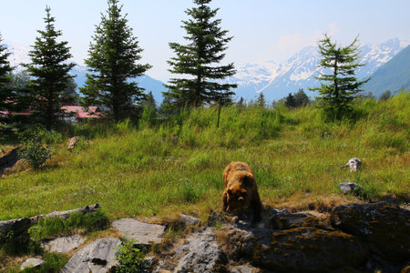 Grizzly at the Alaska Wildlife Conservation Centerの写真素材
