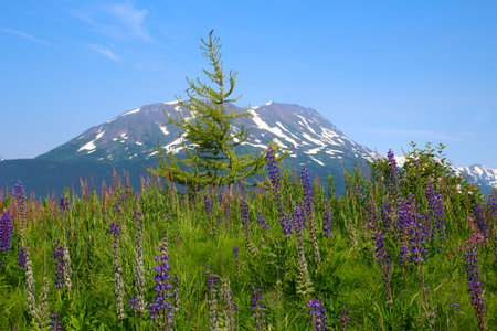 Landscape at the Alaska Wildlife Conservation Centerの写真素材