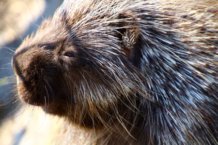 North American porcupine at the Alaska Wildlife Conservation Centerの写真素材