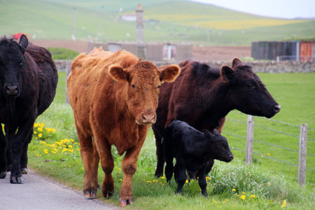 Cows with calves on a farm in Orkney, Scotlandの写真素材