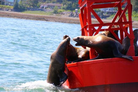 Sea lions on a red buoy near the city of Petersburg, Alaskaの写真素材