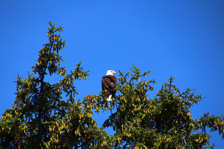 Bald eagle in a tree, Alaska, United Statesの写真素材