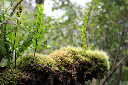 Forest plant on moss-covered ground in a forest in New Zealand
