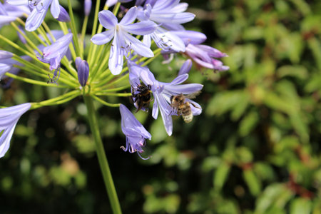 Close-up of a bee on an Agapanthus flower, New Zealandの写真素材