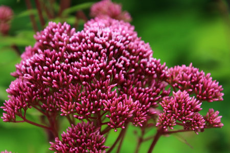 Eupatorium fistulosum close-up, Alps, Austriaの写真素材