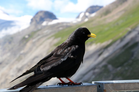 Alpine jackdaw photographed on the Grossglockner in the Alps, Austriaの写真素材