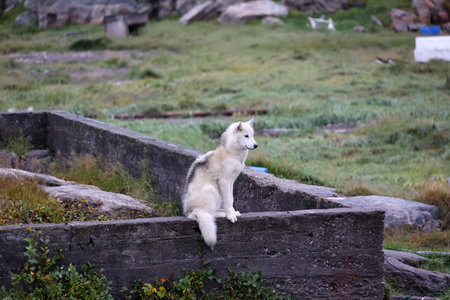 Husky, sled dog on a wall in Greenlandの写真素材