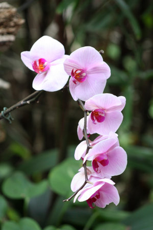 Beautiful white pink orchid close upの写真素材