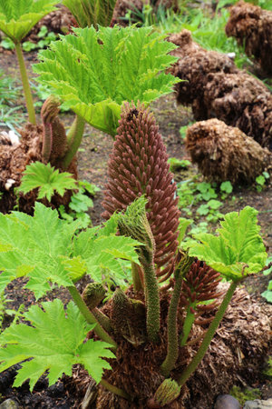 Gunnera manicata, Mammoth leaf, in a garden of Dunvegan Castle on the Isle of Skye, Scotlandの写真素材