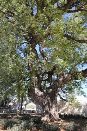The tree is 200 years old and 4.80m in circumferenceの写真素材