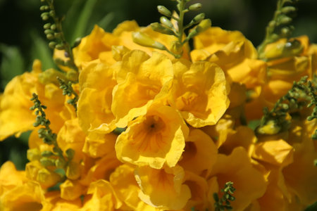 The yellow trumpet flower (Tecoma stans), Cyprusの写真素材