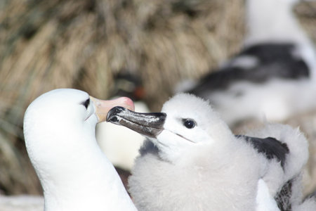 Mollymauk or black browed albatross feeding a young bird, Falkland Islandsの写真素材