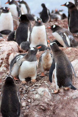 Gentoo penguin colony in Antarctica, Antarctic Peninsulaの写真素材