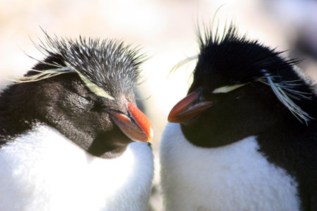 Rockhopper penguin West Point, Falkland Islands, Malvinasの写真素材