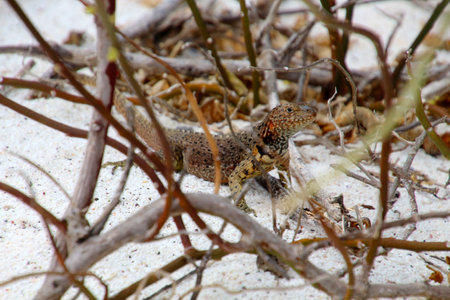 Galapagos Lava Lizard, Galapagos Island, Ecuador, South Americaの写真素材