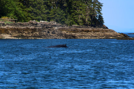 Humpback whale- Whale Watching near Wrangell, Alaskaの写真素材