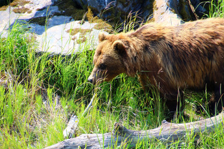 Grizzly at the Alaska Wildlife Conservation Centerの写真素材