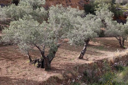 Old olive trees on a hiking trail in the small village of Lefkes-Greeceの写真素材